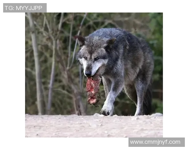 森林狼崛起之路：探索球队重建与未来潜力的无限可能